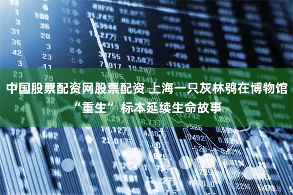 中国股票配资网股票配资 上海一只灰林鸮在博物馆“重生” 标本延续生命故事